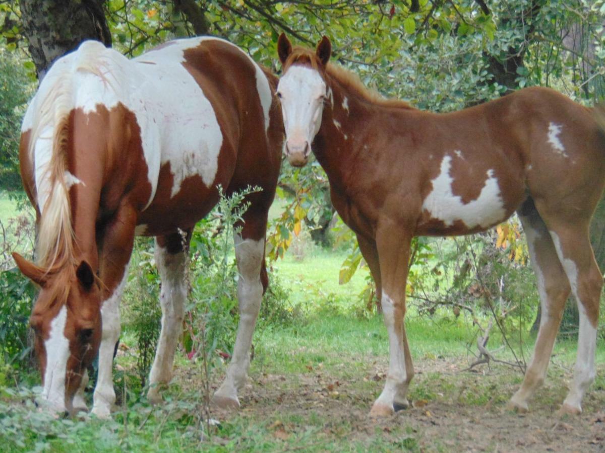 Tenuta Calidarius Baia  Dış mekan fotoğraf